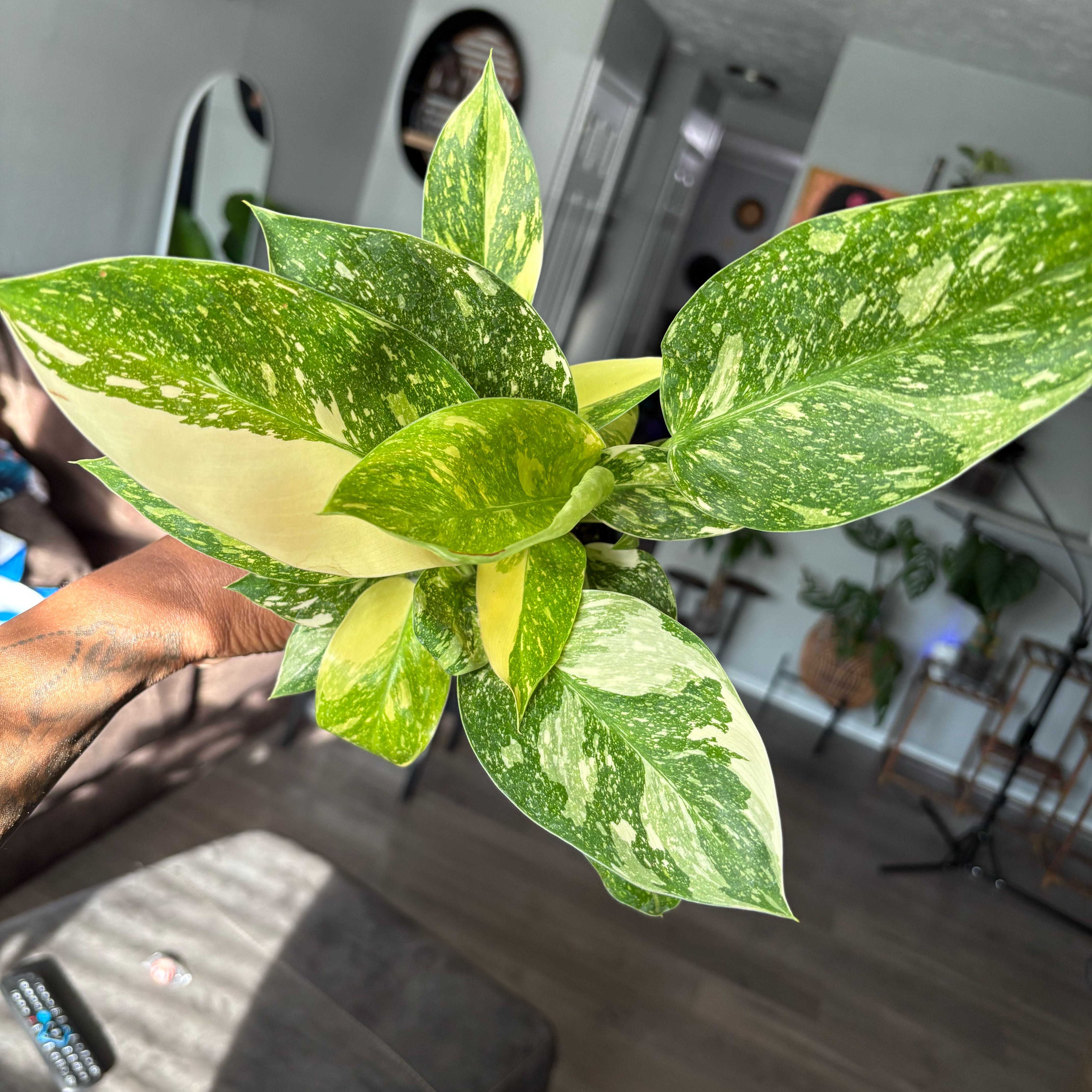 Photo of the plant species Green Congo by @ModestApplemoss named Fernie Mac on Greg, the plant care app