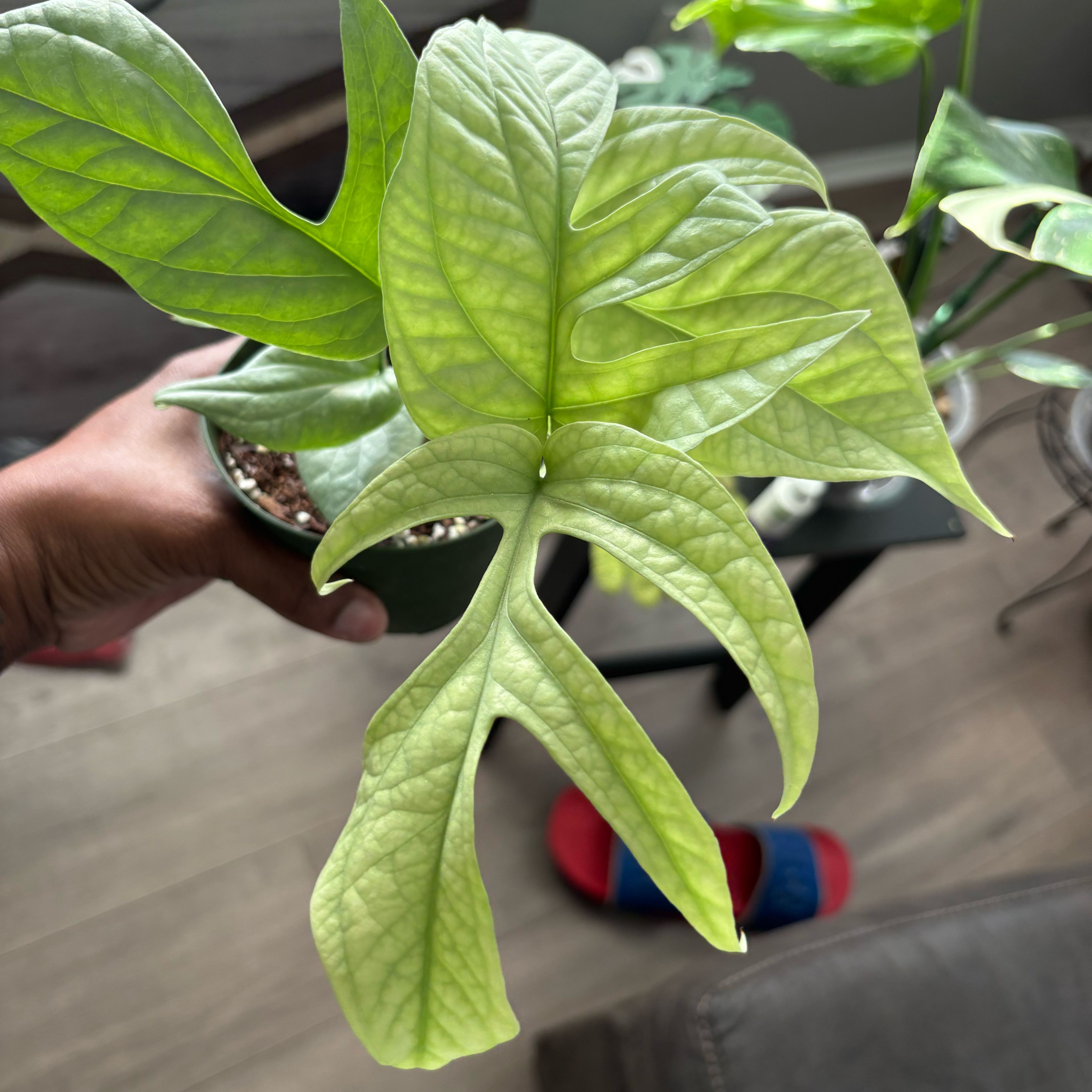Photo of the plant species Amydrium 'Spider Man' by @ModestApplemoss named Huckleberry Fern on Greg, the plant care app