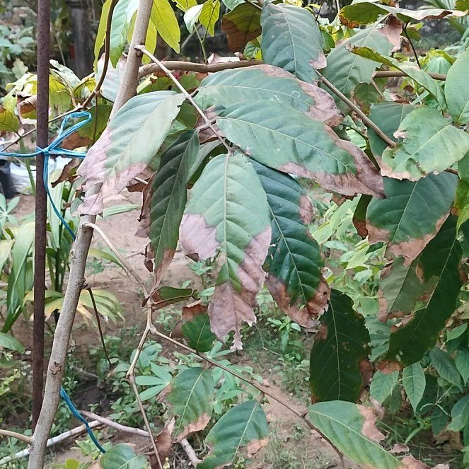 Photo of the plant species Wild Sapodilla by @AceTomato62 named Sapotta on Greg, the plant care app
