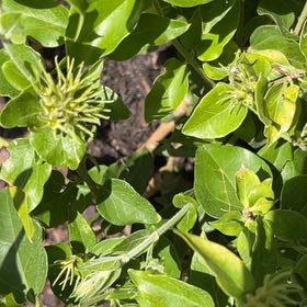 Photo of the plant species Bluebill by @WillSnowgentian named Leaf Erickson on Greg, the plant care app