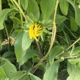 Photo of the plant species Blackeyed Susan by @ExoticFlatpea20 named Morgan Treeman on Greg, the plant care app