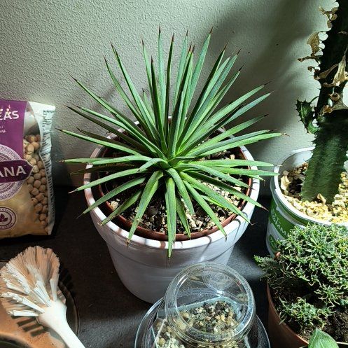 Photo of the plant species Dwarf Hedgehog Agave by @CunningAdelinia named Kendall on Greg, the plant care app