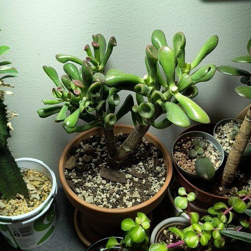 Photo of the plant species Trumpet by @CunningAdelinia named James Dean on Greg, the plant care app
