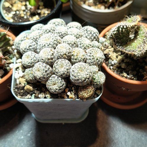 Photo of the plant species Sulcorebutia 'Album' by @CunningAdelinia named Sherlock on Greg, the plant care app