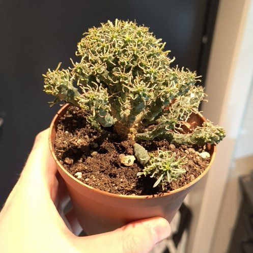 Photo of the plant species Multileaf Spurge by @CunningAdelinia named Hemingway on Greg, the plant care app