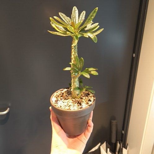 Photo of the plant species Dorstenia gigas by @CunningAdelinia named Rosa on Greg, the plant care app
