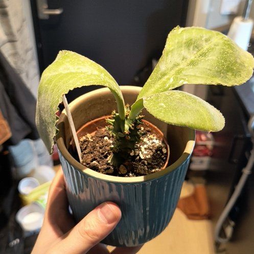 Photo of the plant species Monadenium spectabile 'Album' by @CunningAdelinia named Bruce Lee on Greg, the plant care app