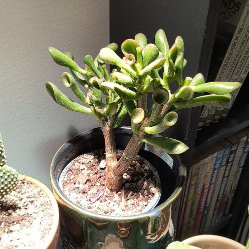 Photo of the plant species Trumpet by @CunningAdelinia named Harper on Greg, the plant care app