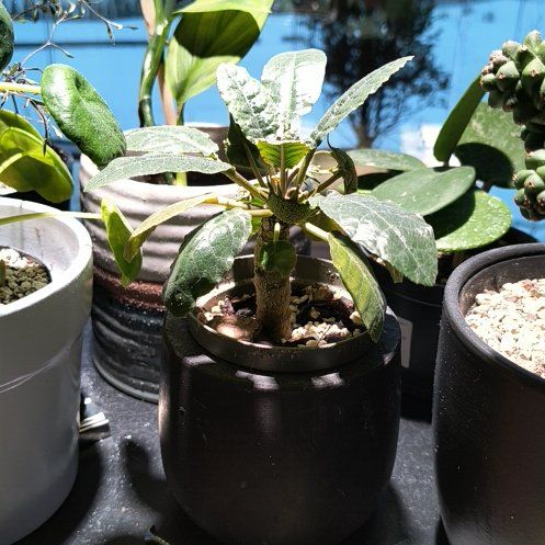 Photo of the plant species Dorstenia foetida subsp. foetida by @CunningAdelinia named Bieber on Greg, the plant care app