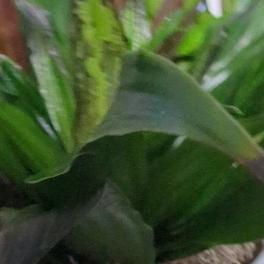 Photo of the plant species Dracaena Compacta by @StatuesqueKoa73 named Delilah on Greg, the plant care app