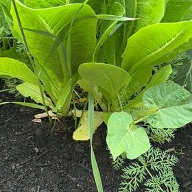 Photo of the plant species Horseradish by @UberFantasy named Doja Cat on Greg, the plant care app