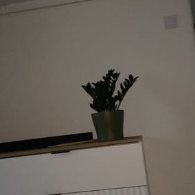 Photo of the plant species Zamicro ZZ Plant by @SedulousFilbert named Lavender on Greg, the plant care app