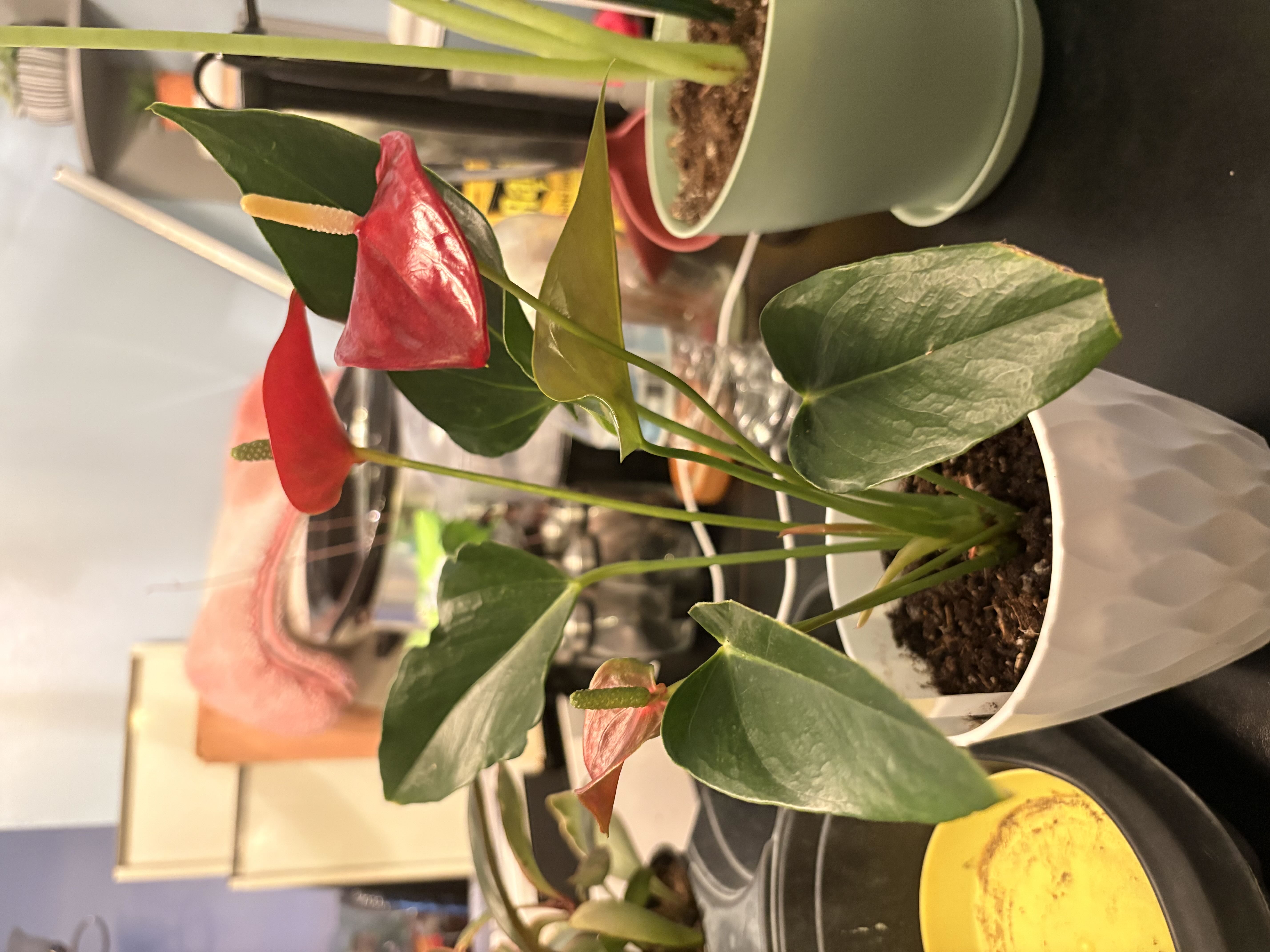 Photo from the post