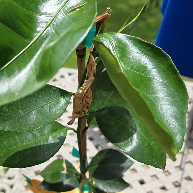 Photo of the plant species Washington Naval Orange by @KeenSilverberry named Harmony on Greg, the plant care app