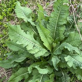 Photo of the plant species Cutleaf Teasel by @DapperMaleberry named Naomi on Greg, the plant care app