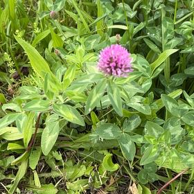 Photo of the plant species Red Clover by @DapperMaleberry named Sonora on Greg, the plant care app