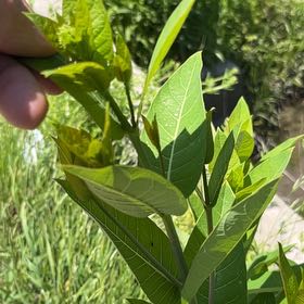 Photo of the plant species Indian Hemp by @DapperMaleberry named Prince on Greg, the plant care app