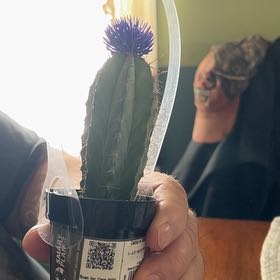Lavender