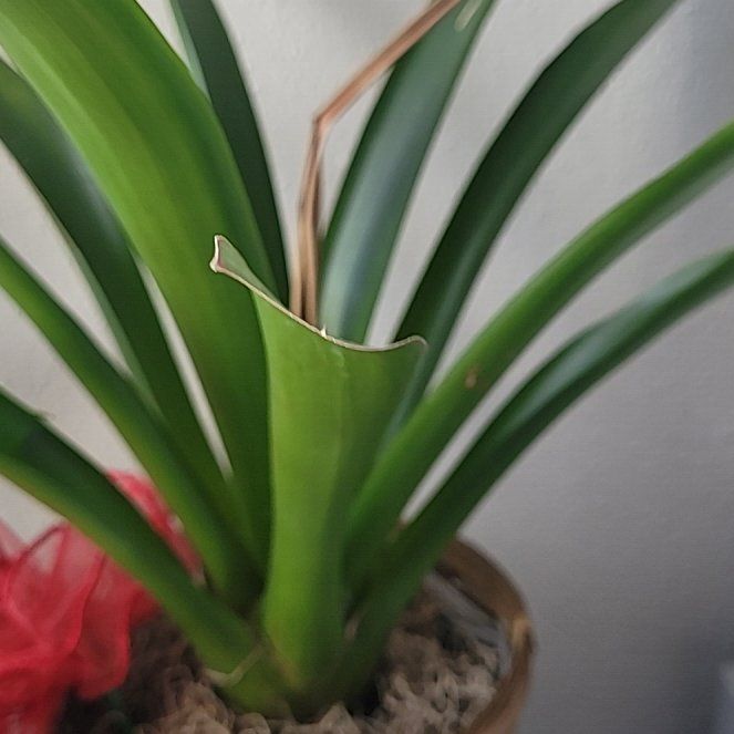 Photo of the plant species Darth Vader Bromiliad by @MasterRaspberry named Sage on Greg, the plant care app