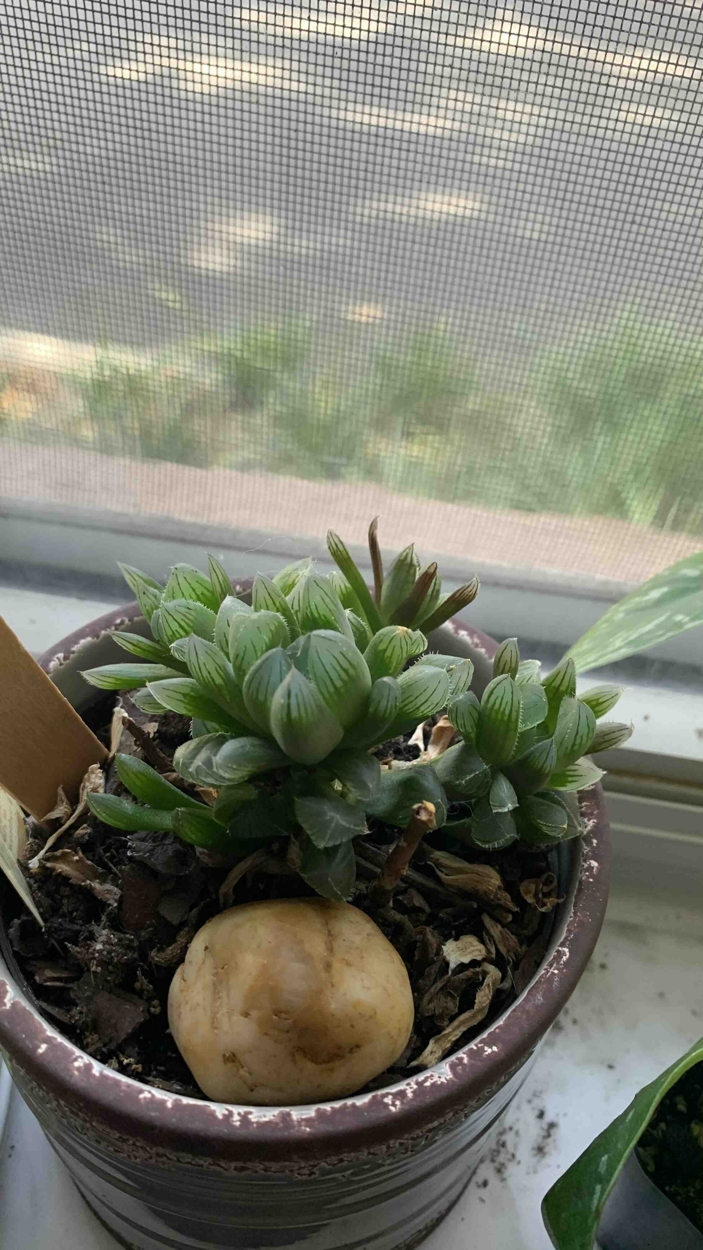 Haworthia cooperi plant in a pot on a windowsill, appearing healthy with visible soil.