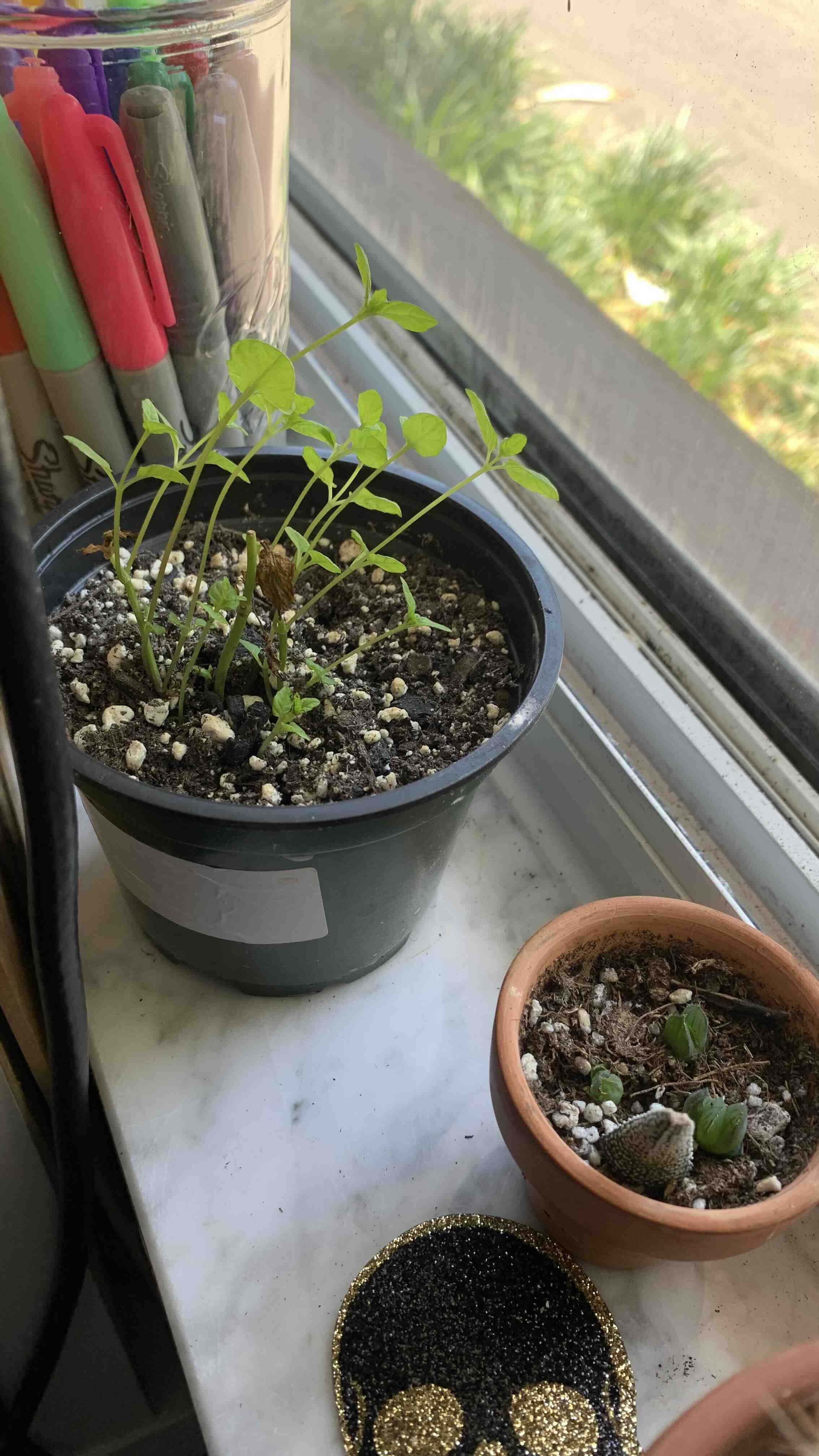 Potted Spearmint plant on a windowsill with some browning leaves and visible soil.