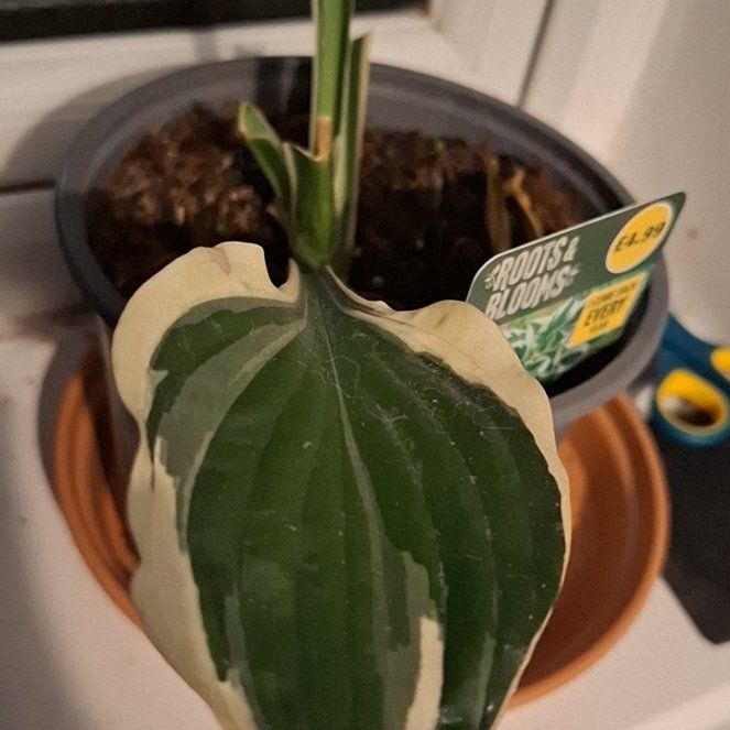 Photo of the plant species Minuteman Hosta by @CrispHenschicks named Remington on Greg, the plant care app