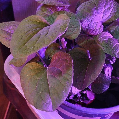 Photo of the plant species European Birthwort by @JocularMelon94 named Strawberry on Greg, the plant care app