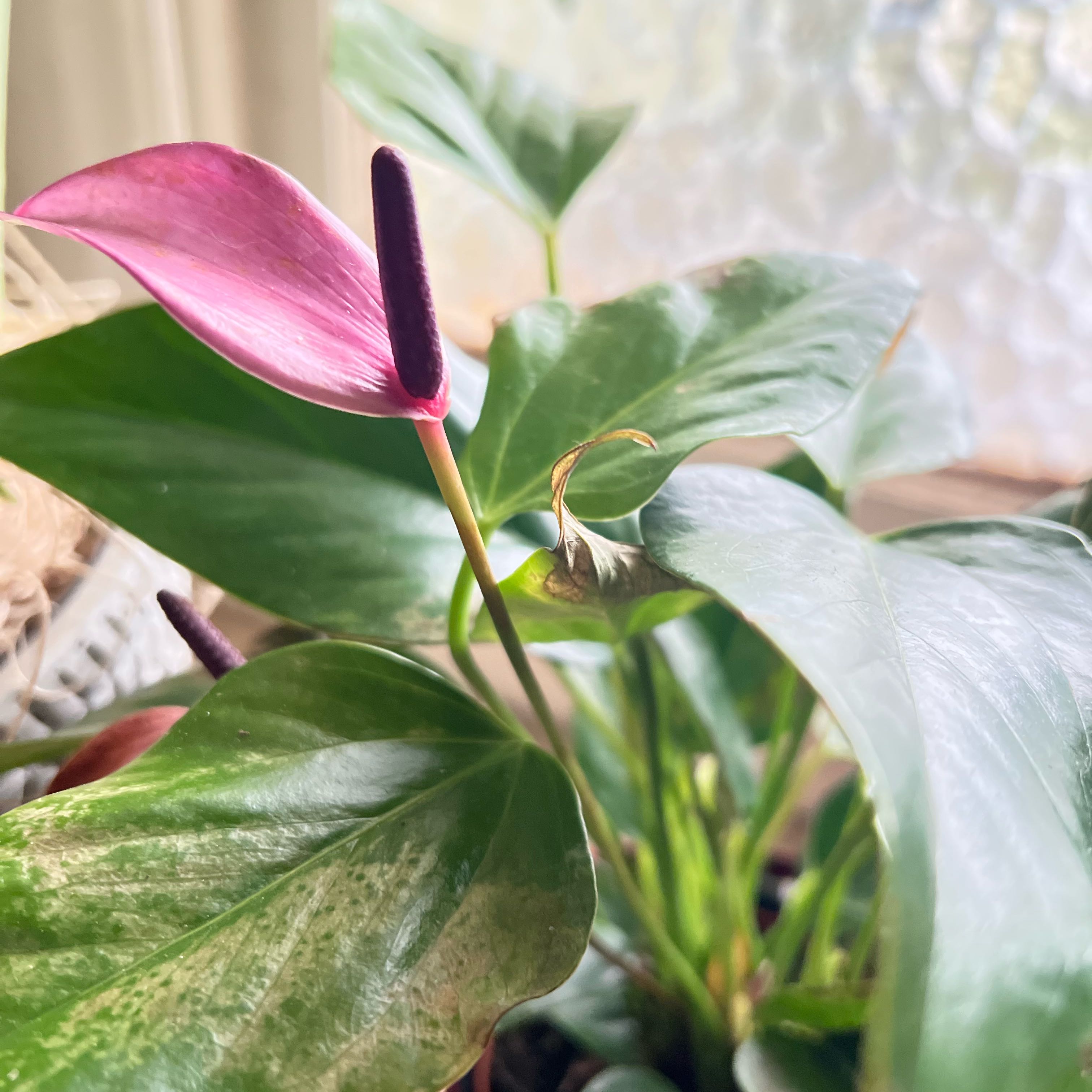 Photo of the plant species Purple Painted Tongue Anthurium by @SpunkyLime9 named Harmony on Greg, the plant care app