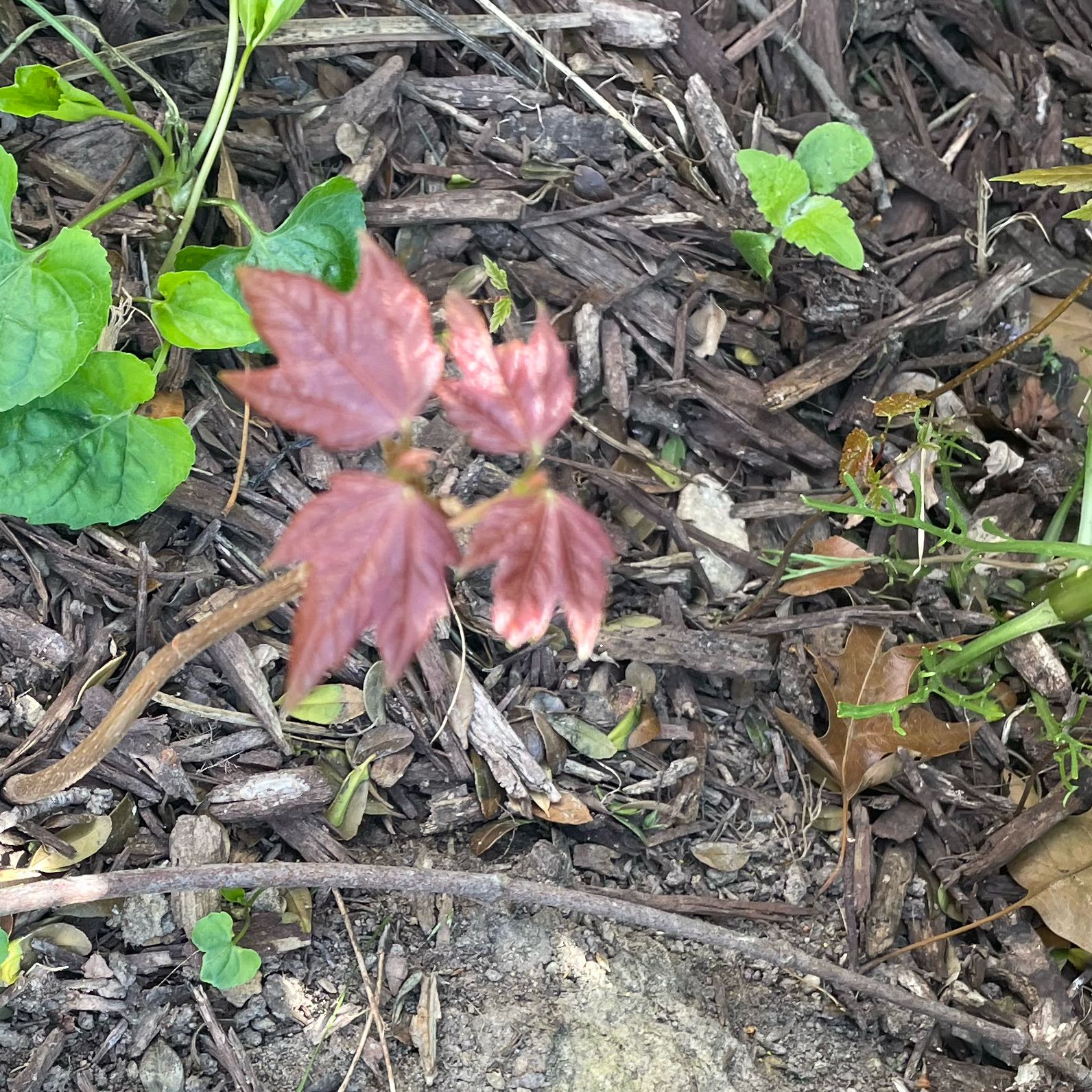 Photo of the plant species Drummond's Maple by @NobleHindurope named Nemo on Greg, the plant care app