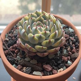 Photo of the plant species Echeveria 'White Minima' by @WormsAreBack named Bloom on Greg, the plant care app
