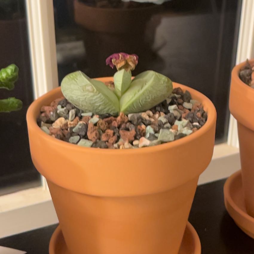 Photo of the plant species Argyroderma delaetii by @WormsAreBack named Frank on Greg, the plant care app