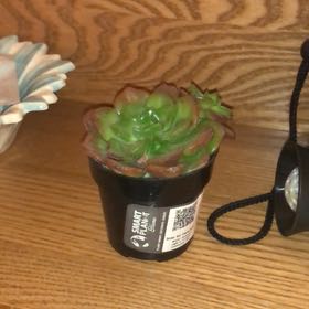 Photo of the plant species Echeveria 'Atroviridis' by @SpiffyBrooklime named Tree Diddy on Greg, the plant care app