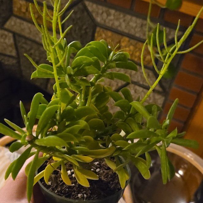 Photo of the plant species Taco Plant by @BigEllisia24 named Kendall on Greg, the plant care app