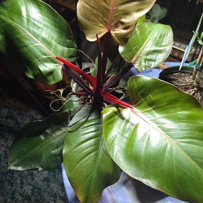 Photo of the plant species Red Sun Philodendren by @BigEllisia24 named Sherlock on Greg, the plant care app