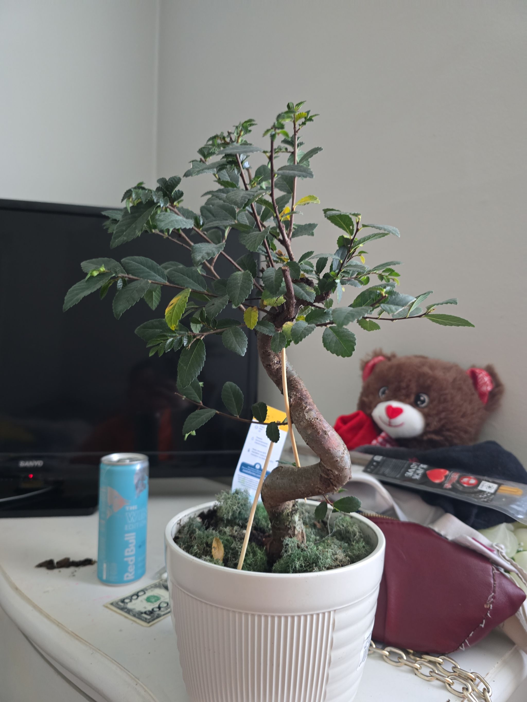 Photo from the post