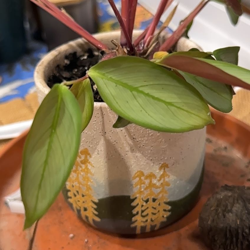 Photo of the plant species Stromanthe sanguinea 'Stripestar' by @RichKeylimetree named Anne on Greg, the plant care app