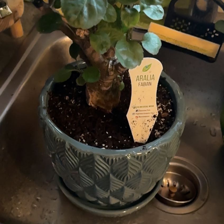 Photo of the plant species Aralia Fabian by @RichKeylimetree named Gregarious on Greg, the plant care app