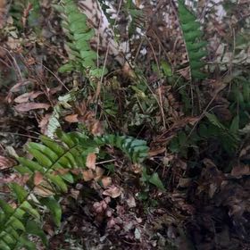 Photo of the plant species Christmas Fern by @OodlesVaseplant named Dee on Greg, the plant care app