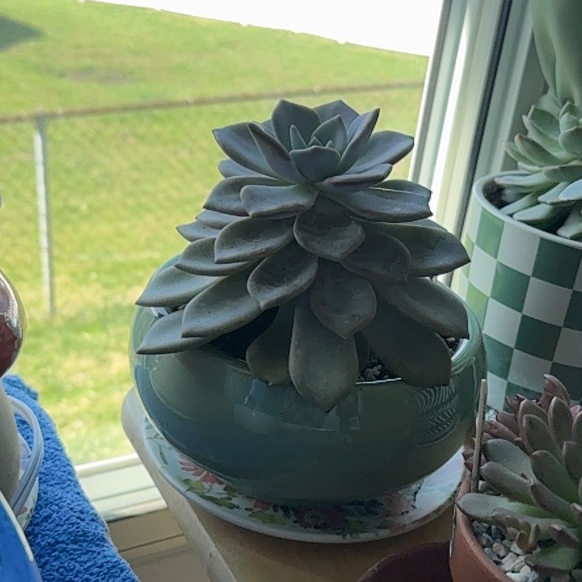 Photo of the plant species Echeveria by @UpfrontIceplant named Sir Plantsalot on Greg, the plant care app