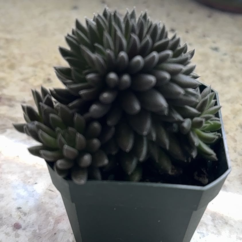 Photo of the plant species Stonecrop by @UpfrontIceplant named Brawndo on Greg, the plant care app