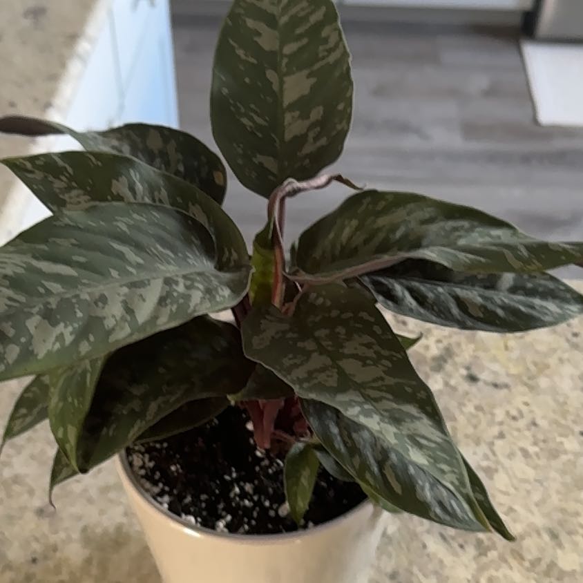 Photo of the plant species homalomena purple sword by @UpfrontIceplant named Towlie on Greg, the plant care app