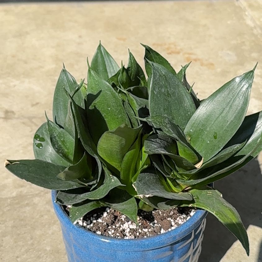 Photo of the plant species sanseveria black jade by @UpfrontIceplant named Star on Greg, the plant care app