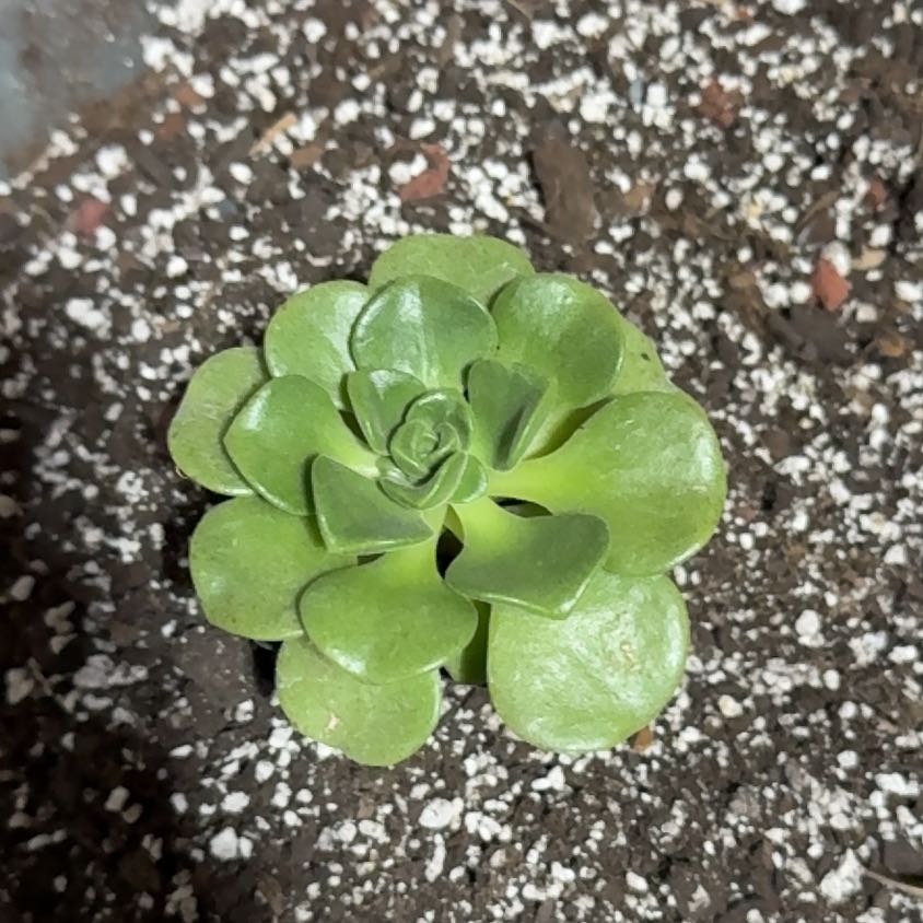 Photo of the plant species Aeonium 'Lily Pad' by @UpfrontIceplant named Kermit on Greg, the plant care app