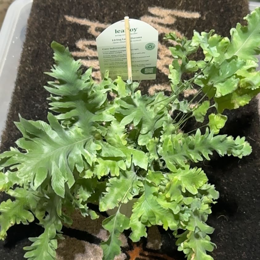 Photo of the plant species Living Lace Davana Fern by @UpfrontIceplant named Davana on Greg, the plant care app