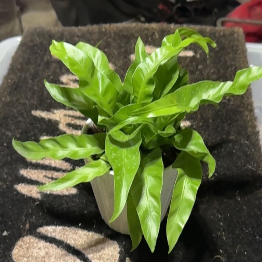 Photo of the plant species Japanese Bird's Nest Fern by @UpfrontIceplant named Rueben Carter on Greg, the plant care app