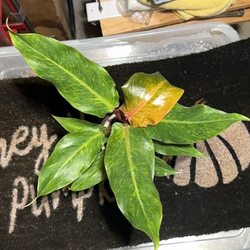 Photo of the plant species Proven Winners PrismacolorTM Orange You GorgeousTM Philodendron by @UpfrontIceplant named Qbert on Greg, the plant care app
