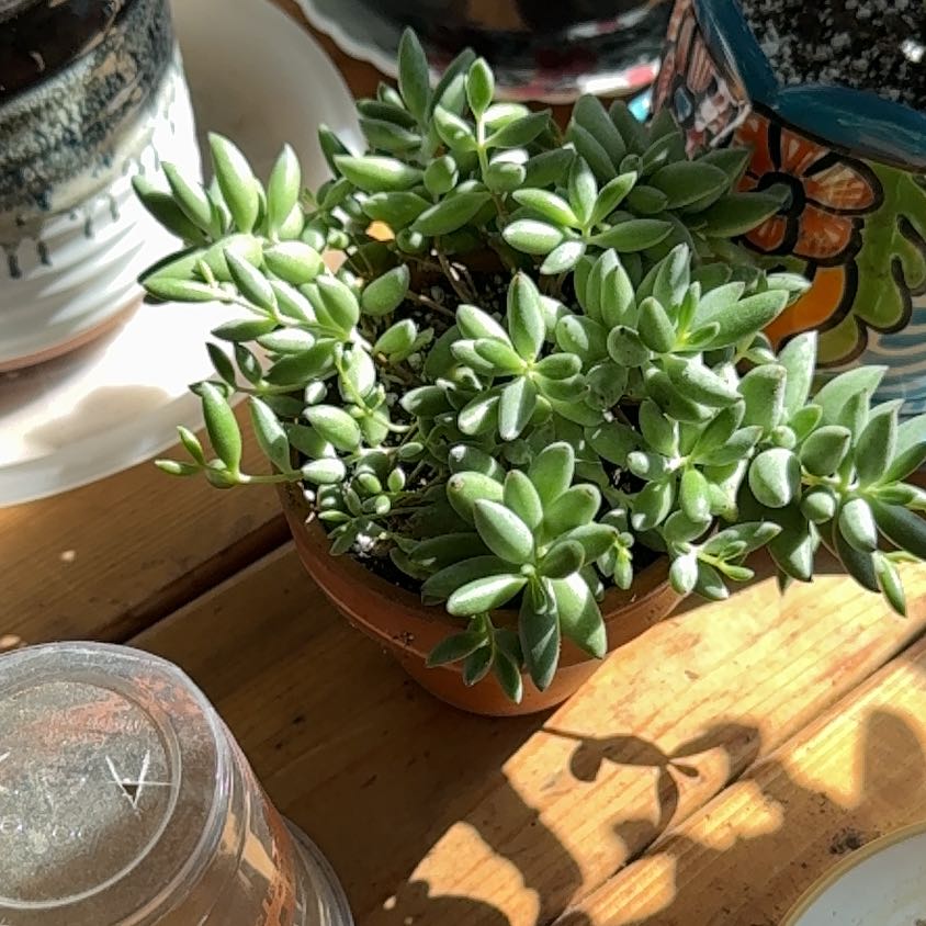 Photo of the plant species Cotyledon orbiculata 'Happy Day' by @UpfrontIceplant named Fonzerelli on Greg, the plant care app