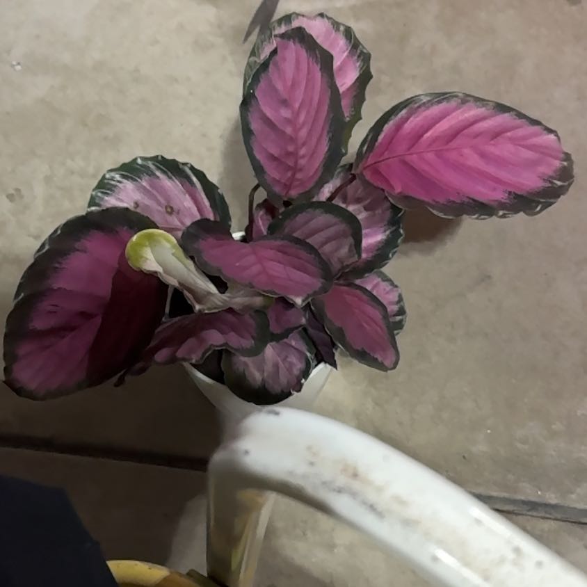 Photo of the plant species Calathea 'Pink Star' by @UpfrontIceplant named Dolly on Greg, the plant care app