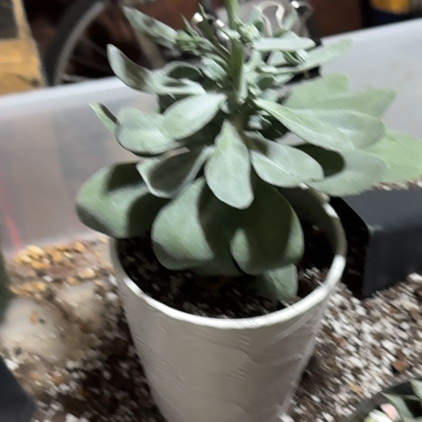 Photo of the plant species Mountain Fire Senecio by @UpfrontIceplant named U god on Greg, the plant care app