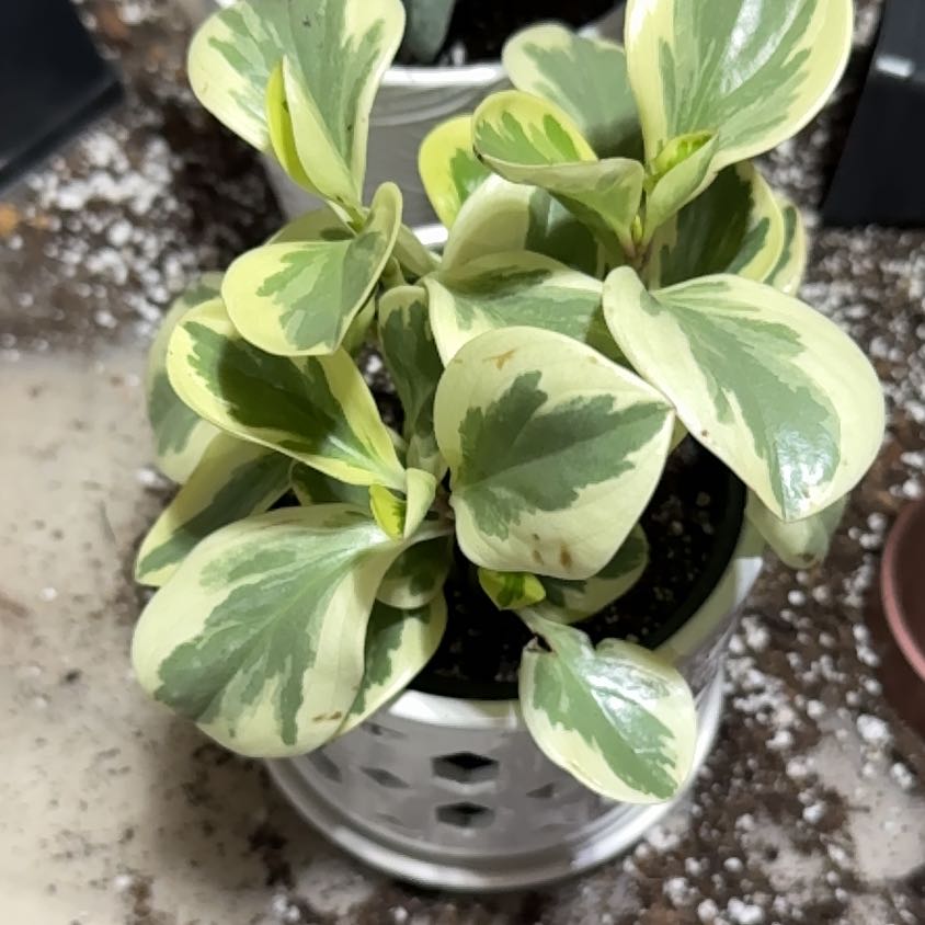 Photo of the plant species Peperomia 'Sweet and Sour™' by @UpfrontIceplant named McDowell on Greg, the plant care app